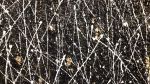 NIGHT GARDERN | Mixed Media by Stefano Gramantieri. Item made of canvas