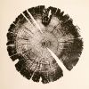 Lodge Pole Pine Tree Ring Print, Utah | Prints by Erik Linton. Item made of paper