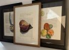 Gift of the Wasp | Watercolor Painting in Paintings by Grange Home