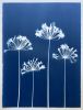 Four Agapanthus Flowers: 30 x 22.5" original cyanotype | Photography by Christine So. Item composed of paper in boho or country & farmhouse style