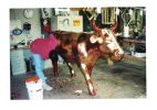 Cow Parade Atlanta 2003 | Public Sculptures by Garry Grant Studio. Item made of metal & glass