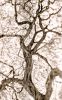 Tree of Life | Photography by Robert Bengtson / The Art of Detail Gallery. Item made of metal