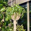 Macrame Plant Hanger | (Fits 8-14 inch pots) | Plants & Landscape by macramestories. Item made of cotton works with boho & country & farmhouse style