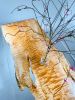 Epoxy Casted Big Leaf Maple | Dining Table in Tables by Live Edge Lust. Item made of maple wood with synthetic