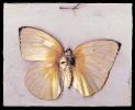 Insects | Oil And Acrylic Painting in Paintings by Rosemary Feit Covey. Item made of canvas