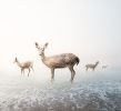 Stay My Deer | Prints by Alice Zilberberg. Item composed of paper