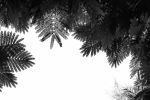 The Tree Top II | Limited Edition Print | Photography by Tal Paz-Fridman | Limited Edition Photography. Item composed of paper compatible with country & farmhouse and coastal style