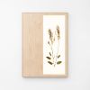Herbarium: Rumex Acetosa - Wall Light Sculpture | Wall Sculpture in Wall Hangings by Mateusz Wappa Design & Research. Item composed of birch wood and glass in minimalism or modern style