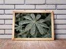 Blue Lupine #4 | Limited Edition Print | Photography by Tal Paz-Fridman | Limited Edition Photography. Item composed of paper compatible with country & farmhouse and scandinavian style