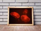 At the aquarium #4 | Limited Edition Print | Photography by Tal Paz-Fridman | Limited Edition Photography. Item composed of paper compatible with boho and contemporary style