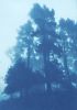 The Day Begins: 35 x 23" original cyanotype, ed. 1 of 3) | Photography by Christine So. Item composed of paper in rustic or traditional style