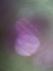 Ephemeral Glow _ 0845 | Oil And Acrylic Painting in Paintings by Petra Trimmel. Item made of canvas