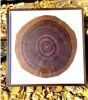 Tree Ring Wall Art Dendrochronology | Wall Sculpture in Wall Hangings by Fox Farm Design Build. Item made of wood compatible with country & farmhouse and industrial style