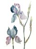 Iris No. 196 : Original Watercolor Painting | Paintings by Elizabeth Becker. Item made of paper compatible with boho and minimalism style