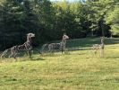 Hawk Ridge Horses | Public Sculptures by Wendy Klemperer Art Inc. Item made of steel