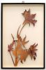 Plant 61 - Box Framed Botanical Cutout, Vintage Centerfold | Mixed Media by Paolo Giardi