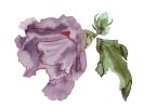 Hibiscus No. 7 : Original Ink Painting | Watercolor Painting in Paintings by Elizabeth Beckerlily bouquet. Item composed of paper in boho or minimalism style
