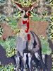 My Dearest Deer | Tapestry in Wall Hangings by Leisa Rich. Item composed of fabric