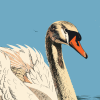 White Swan | Prints in Paintings by Paul Manwaring Fine Art Prints. Item made of paper compatible with contemporary and modern style