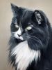 Custom Cat Portrait Paintings in Oil | Oil And Acrylic Painting in Paintings by Paws By Zann Pet Portraits. Item composed of canvas and synthetic