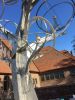 Mockingbird/Orange Tree by Michael Warrick, NSG | Public Sculptures by JK Designs and the National Sculptors' Guild | The Groves in Whittier - Open by Appointment Only in Whittier