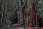 SANCTUARY | A Stroll Among the Redwoods | Fine Art Print | Photography by Jess Ansik. Item made of paper compatible with modern and scandinavian style