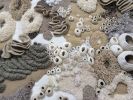 Bleached Coral | Murals by Vanessa Barragão