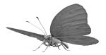 35" Monarch Butterfly | Sculptures by Steve Nielsen Art. Item composed of steel