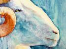 Resilient Ram | Oil And Acrylic Painting in Paintings by Catherine Twomey