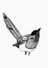 Magpie | Prints by Chrysa Koukoura. Item composed of paper in traditional style