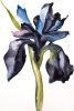 Iris No. 209 : Original Watercolor Painting on Canvas | Paintings by Elizabeth Becker. Item made of canvas compatible with minimalism and contemporary style