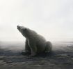 Bear with It | Photography by Alice Zilberberg | ZK Gallery in San Francisco. Item composed of paper