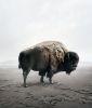 Be Here Bison | Prints by Alice Zilberberg | Los Angeles in Los Angeles. Item made of paper