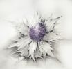 Lavender Thistle | Oil And Acrylic Painting in Paintings by Katherine Baronet | Lisa Bennett Salon in Dallas. Item made of canvas