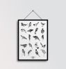 An Illustrated Guide to Birds | Prints by Chrysa Koukoura. Item composed of paper