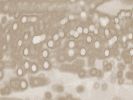 Circa 3780 | Prints in Paintings by Petra Trimmel. Item composed of canvas & metal