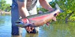 30" Stainless Steelhead Trout | Sculptures by Steve Nielsen Art. Item made of steel