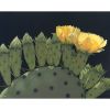 'Sun Kissed Parade' Fine Art Print | Prints in Paintings by Jenny Stewart's Fine Art. Item made of canvas & aluminum compatible with contemporary and rustic style