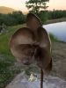 Orchid | Public Sculptures by Jim Sardonis. Item made of bronze