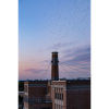 Photograph • Vaux's Swifts, Portland, Oregon, Birds, Autumn | Photography by Honeycomb. Item composed of metal and paper
