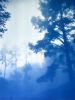 In the Distance: 24 x 18" unframed hand-printed cyanotype | Photography by Christine So. Item made of paper works with boho & country & farmhouse style