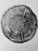 Black Hills, SD. Original woodcut print 18x24 inches | Prints by Erik Linton. Item composed of paper