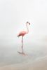 For Now Flamingo | Photography by Alice Zilberberg
