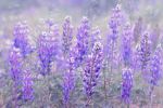Lupines in Dublin | Photography by Vanessa Thomas. Item made of paper