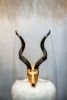 Africa Kudu Skull - Gold | Ornament in Decorative Objects by Gypsy Mountain Skulls. Item works with country & farmhouse & eclectic & maximalism style
