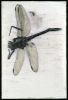 Insects | Oil And Acrylic Painting in Paintings by Rosemary Feit Covey. Item made of canvas