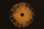 Agaricales Series | Prints by Virginia Kistler. Item composed of paper