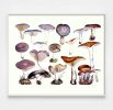 Victorian Mushroom Specimen Print in Lavender | Prints by Capricorn Press | Los Angeles in Los Angeles. Item made of paper
