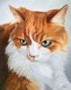 Custom Cat Portrait Paintings in Oil | Oil And Acrylic Painting in Paintings by Paws By Zann Pet Portraits. Item composed of canvas and synthetic
