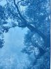 Solitary Madrone (35 x 23" hand-printed cyanotype, ed. 2/3) | Photography by Christine So. Item composed of paper in country & farmhouse or rustic style